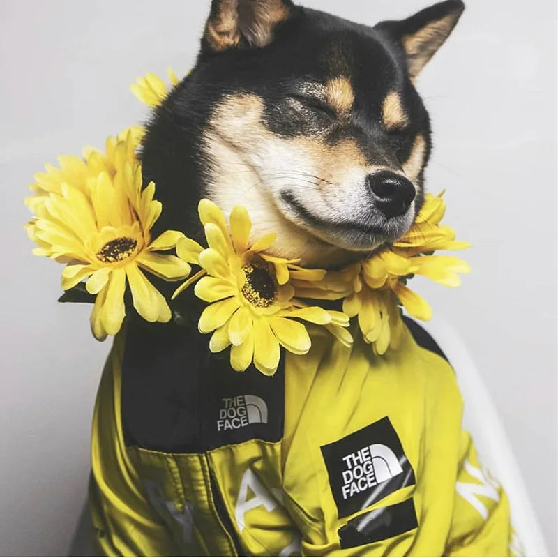 Dog Wind and Rain Coat